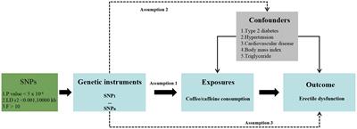 Potential genetic association between coffee/caffeine consumption and erectile dysfunction: a Mendelian randomization study and meta-analysis